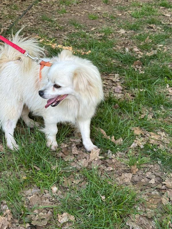 Cooki, un simil volpino allegro e giocherellone Foto 6